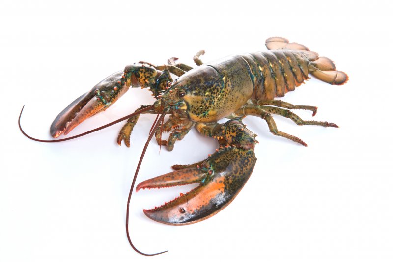 vf-lobster-june282016-273